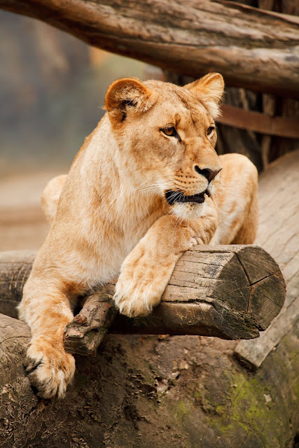 animals photos animals photos