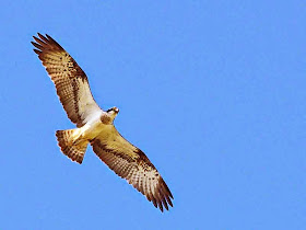 bird, osprey in flight, blue skies