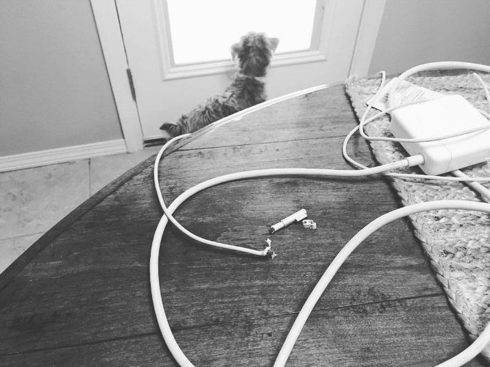What To Do When Your Dog Eats Your Charger + a Giveaway www