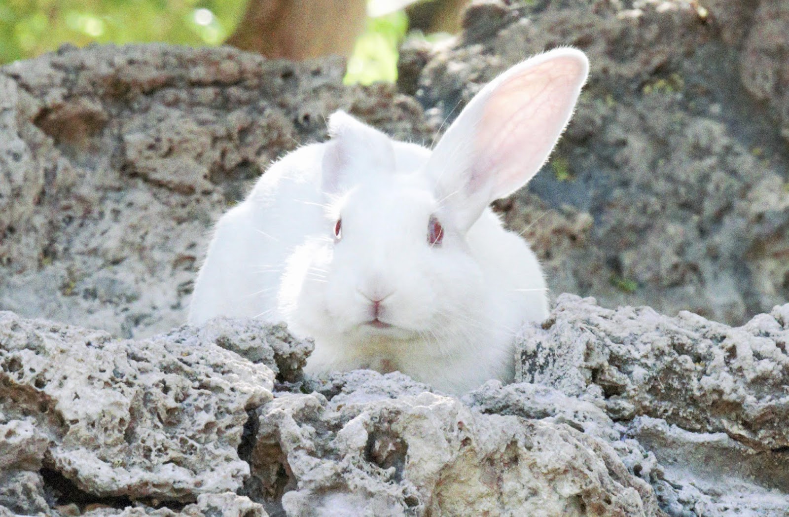 Adventures with Olaf: The Killer Rabbit of Patagonia