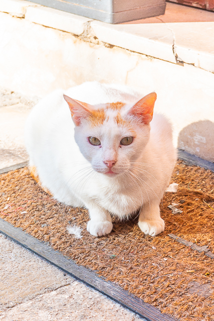 Cats of Greece - cats are commonplace in Greece. They are well taken care of by the community and very friendly. You can even pet them if you wish! Here are some of the cats we found in Poros, Epidavros, Náfplio, and Hydra. #cats #travel #greece #europe Cats of Greece - cats are commonplace in Greece. They are well taken care of by the community and very friendly. You can even pet them if you wish! Here are some of the cats we found in Poros, Epidavros, Náfplio, and Hydra. #cats #travel #greece #europe