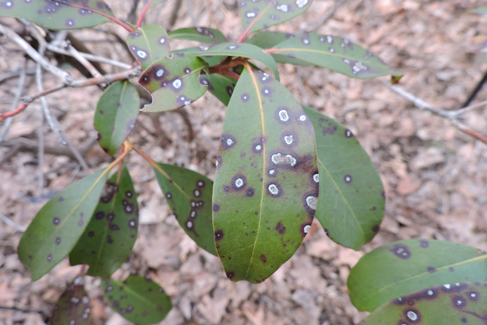Capital Naturalist by Alonso Abugattas Mountain Laurel