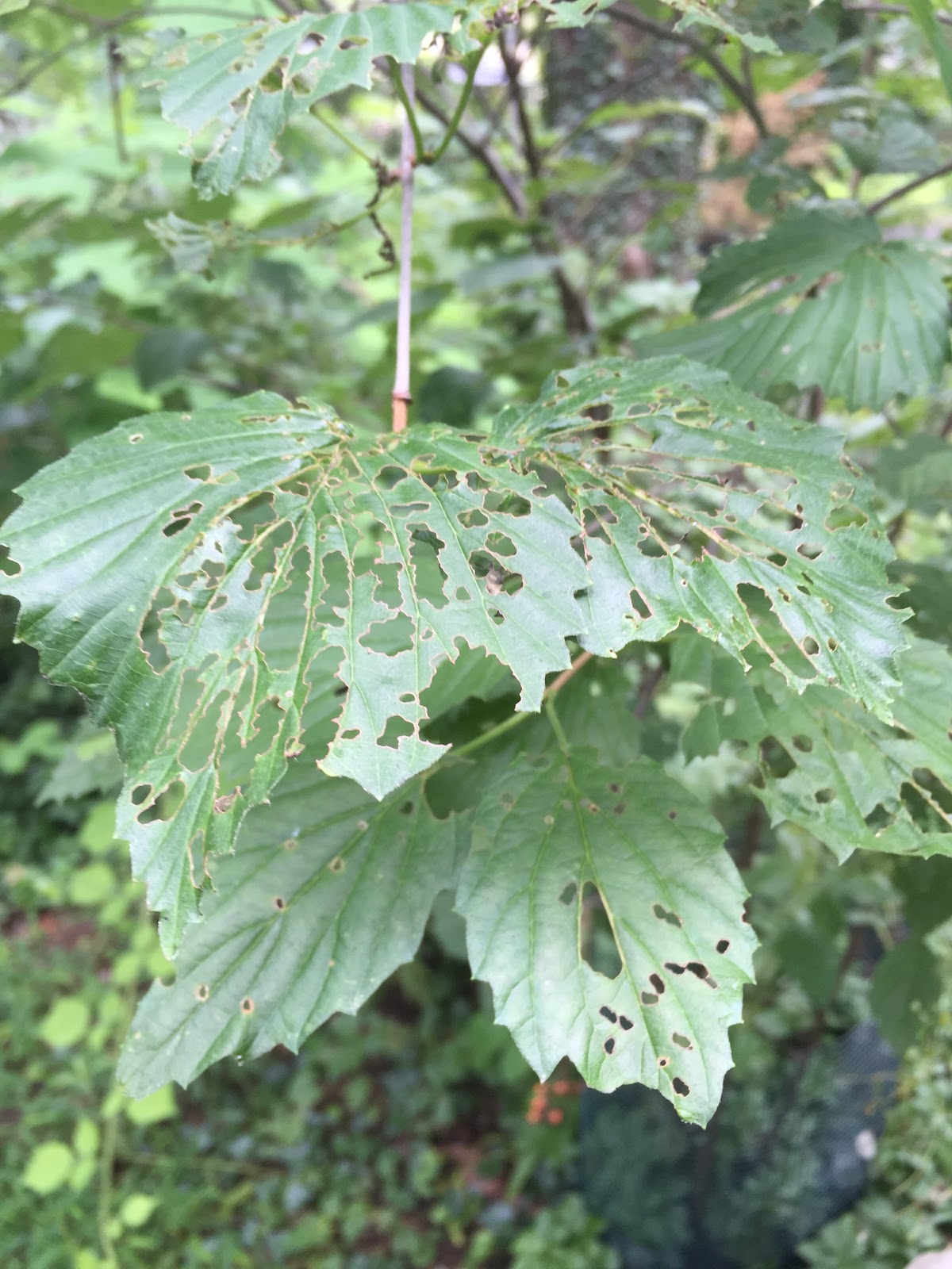 Princeton Nature Notes Check Your Viburnums for Imported Leaf Beetle