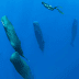 Amazingly Rare Pictures And Video Of Sperm Whales Sleeping