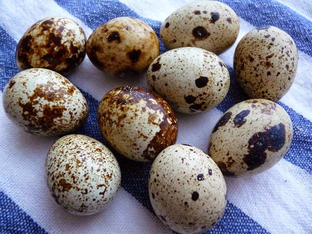 El huevo de codorniz, un potencial alimento que combate el estrés y mejora la piel - Salud en