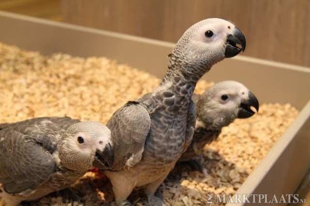 Marxistisch gevoeligheid Beschrijvend Hareco dier en vriend papegaaien en dierenspeciaalzaak: Verkoop van niet  zelfstandige papegaaien baby's.