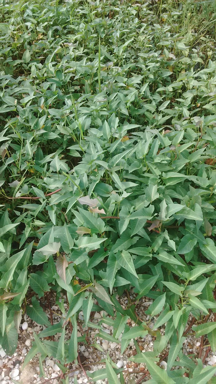 Keralaponics: Water Spinach (വയൽച്ചീര)