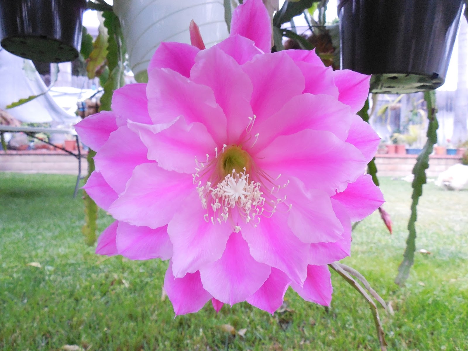 The Epiphyllum Garden