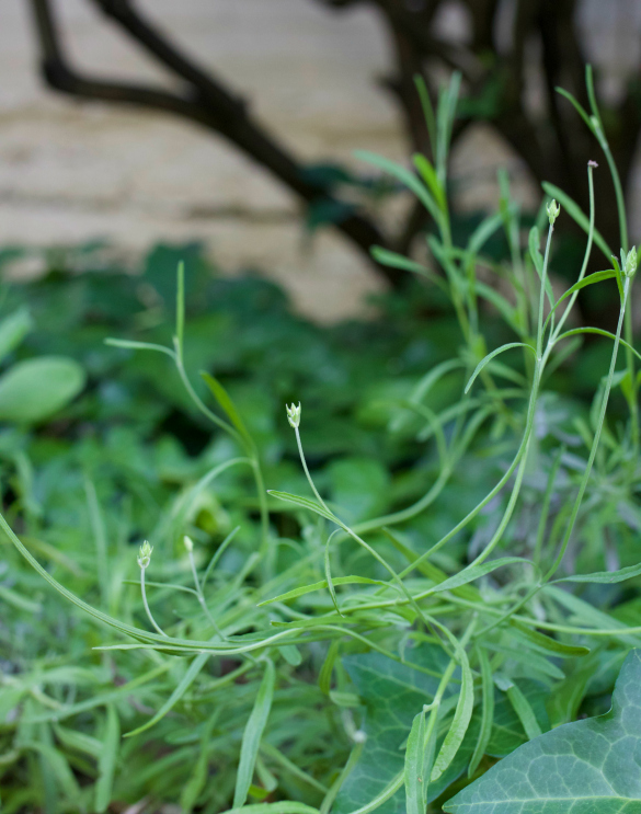 Real World Gardener Sage As Herbal In Plant Of The Week