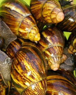 Large farm Snails Large farm Snails