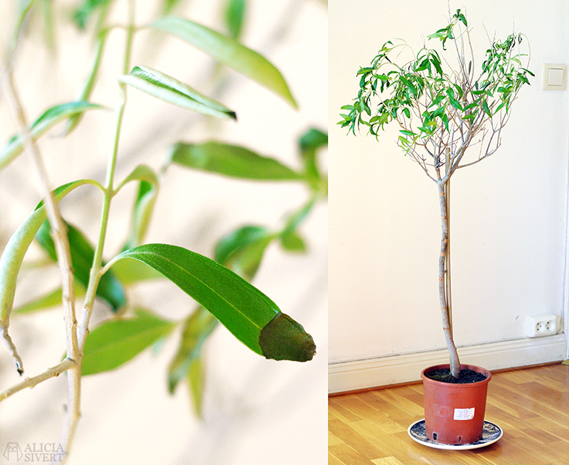 Olive tree, photo by Alicia Sivertsson.
