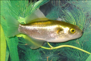 Ikan Buntal Air Tawar Golden Puffer