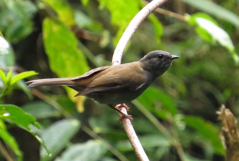 Birdernaturalist: Day 3 in SE Peru: From High to Mid-Elevations