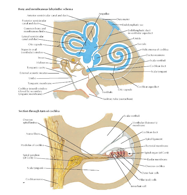 Bony and Membranous Labyrinths Anatomy