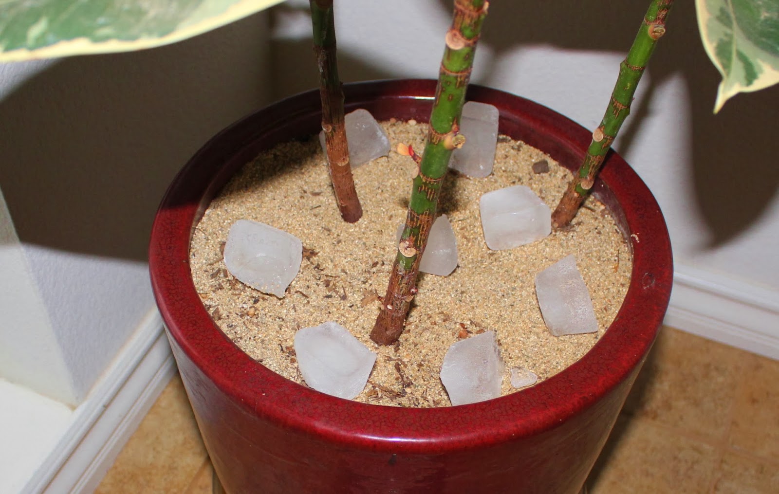 Garden Solutions for the High Desert Watering with Ice Cubes