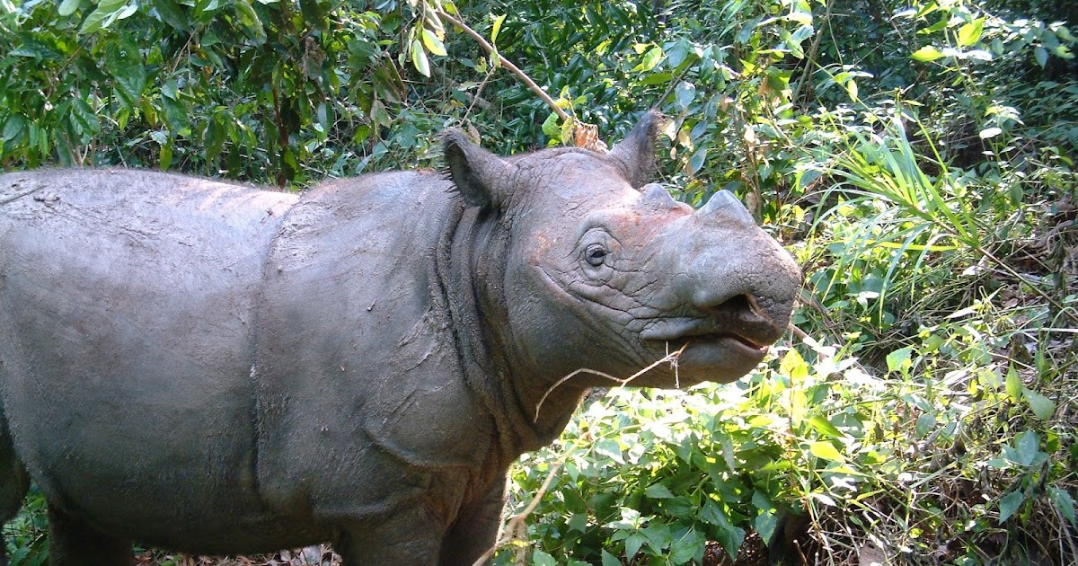 hewan gambar spesial