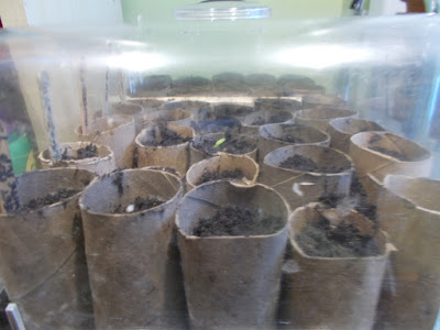 Seeds sown in toilet roll tubes Sowing seeds indoors 80 Minute Allotment Green Fingered Blog