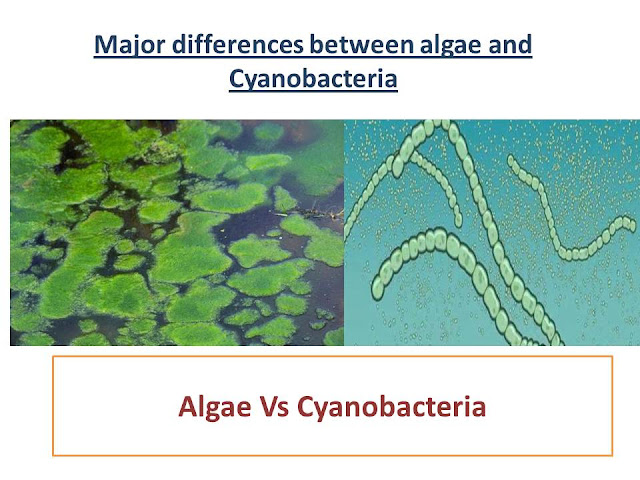 Differences between Algae and Cyanobacteria