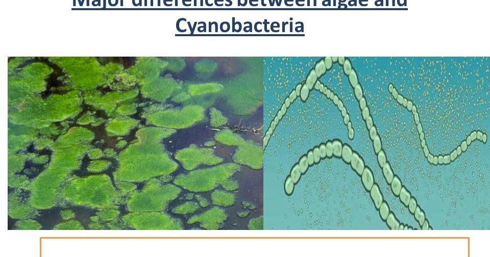 Differences between Algae and Cyanobacteria Microbes World
