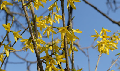 Forsythienblüte Forsythienblüte