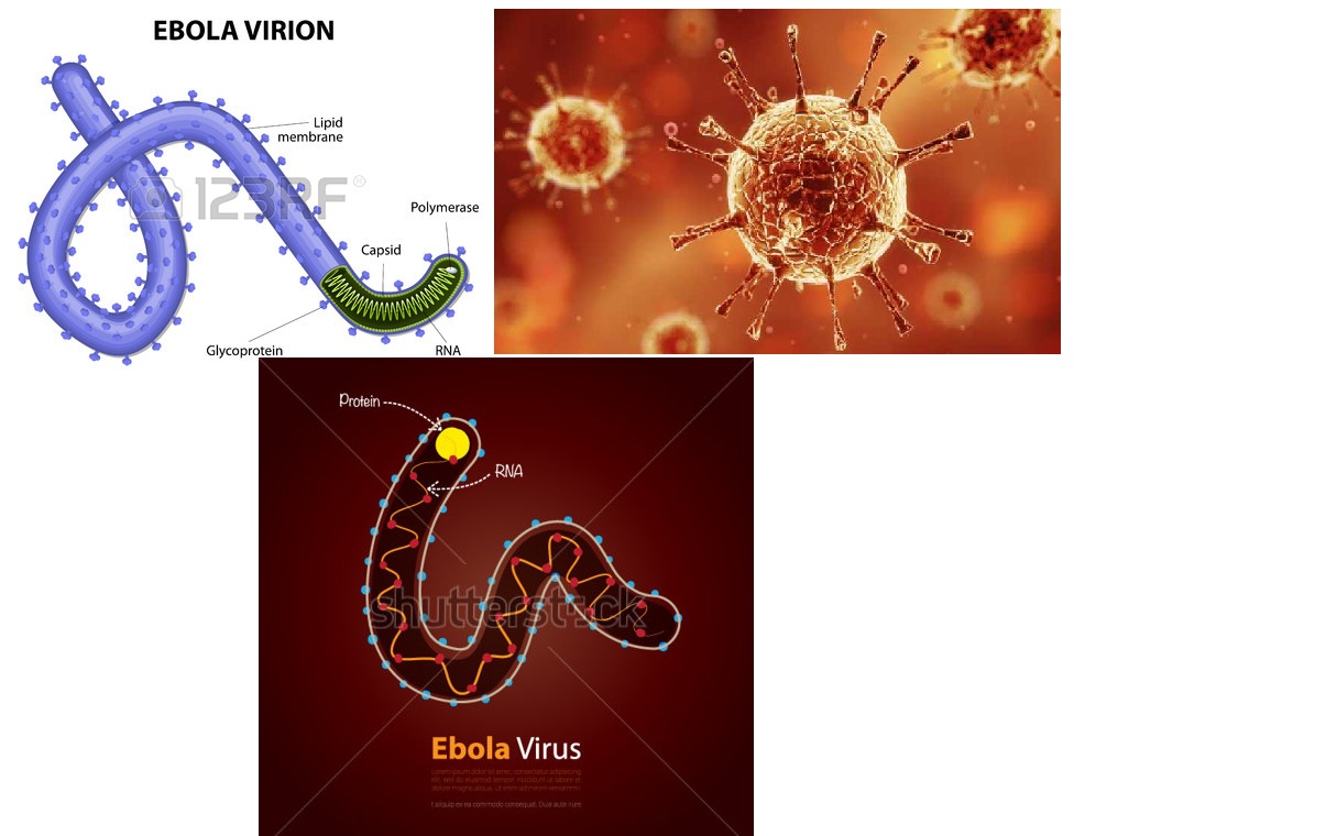 Virus del Ébola