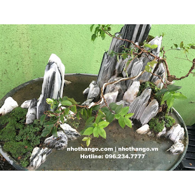 tiểu cảnh cây nho đất- nhà vườn Khánh Võ Tieu-canh-nho-than-go-2%2B%25281%2529