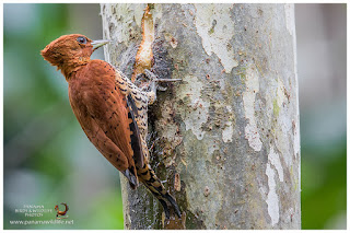 Cinnamon Woodpecker (Celeus loricatus) - female