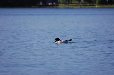 Loon at Bathtime Photo by Trisha Field