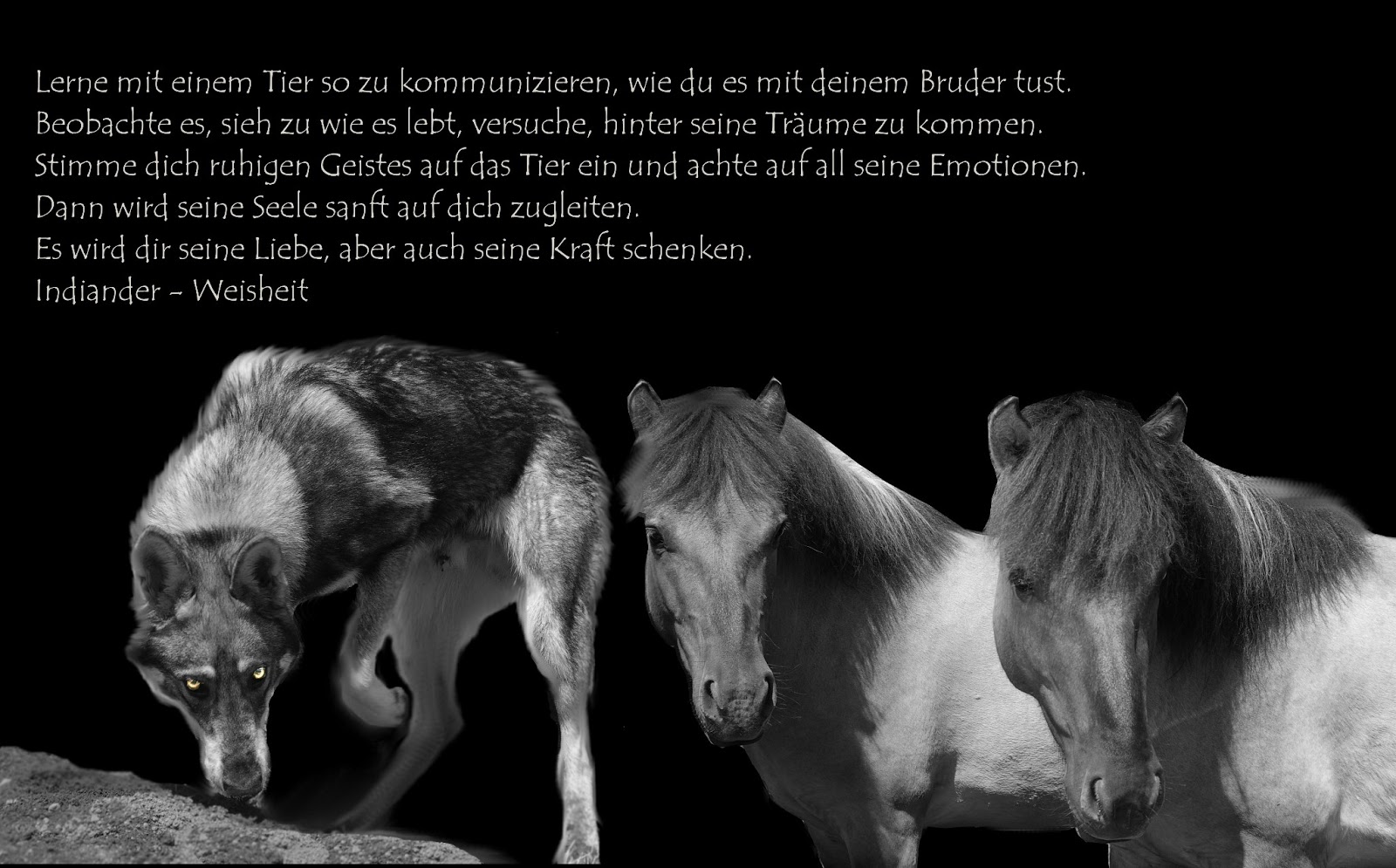 Interessengemeinschaft Liebenthaler Wildpferde