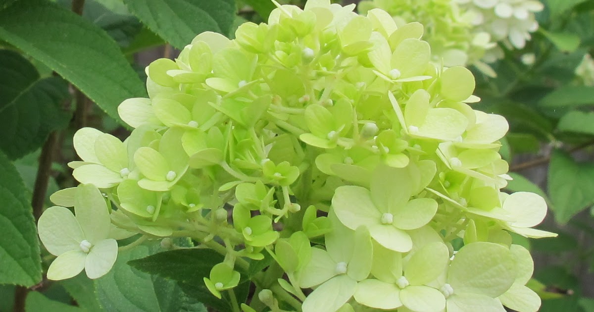 Casagiardino Limelight Hydrangeas Troshortensia Plants