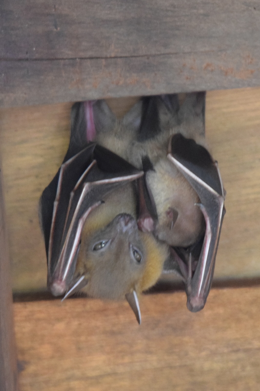 Singapore Wild Animals: Bats