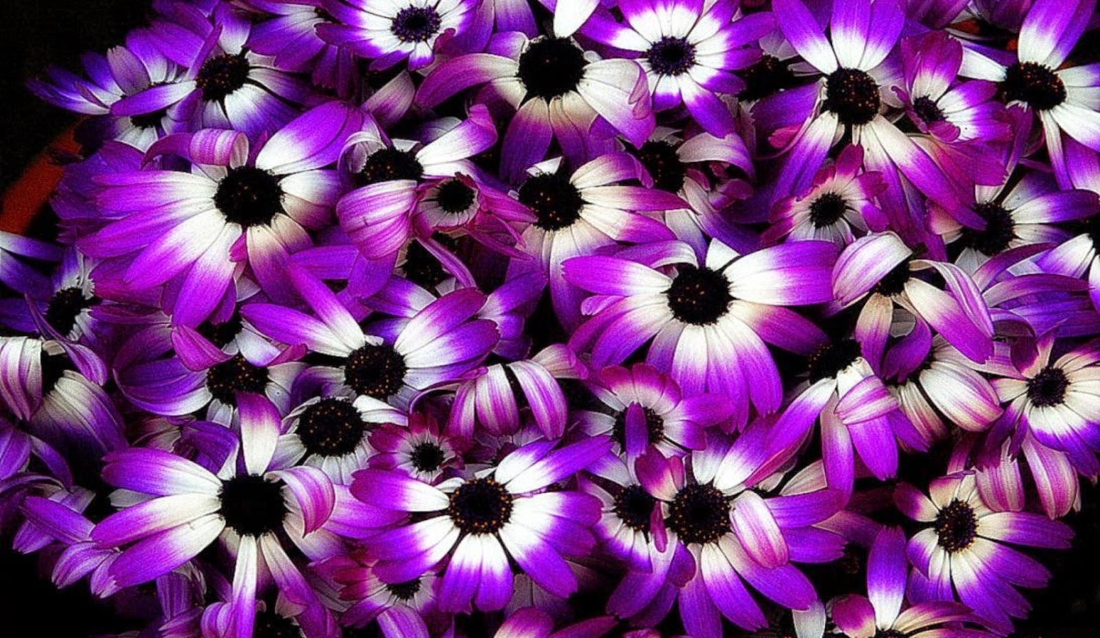 Purple Flowers Wallpapers Hd - Beautiful Desktop HD ...