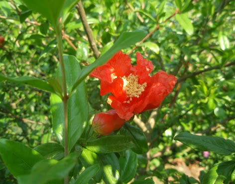 Flor del granado de fruto