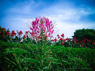 Beautiful Pink Spider Flower Cleome Hassleriana At Ulun Danu Bratan, Candikuning, Tabanan, Bali, Indonesia