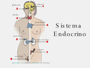 Resultado de imagen para SISTEMA ENDocrino