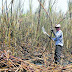 Cañicultores del Valle Chicama podrían vender biocombustible