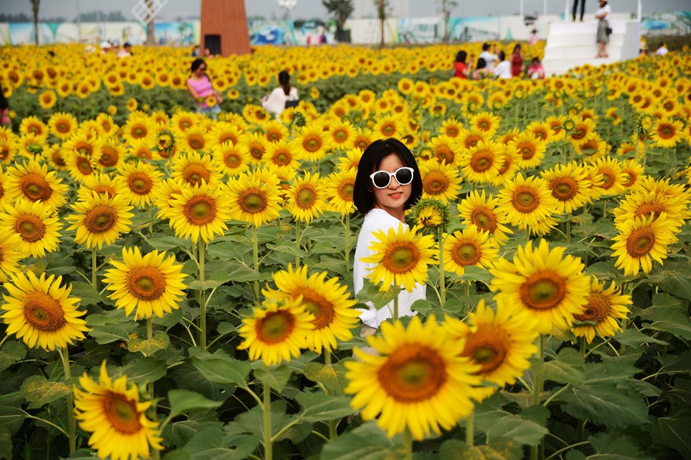 Cùng ngắm cánh đồng hoa hướng dương ở Sài Gòn - Zamoss