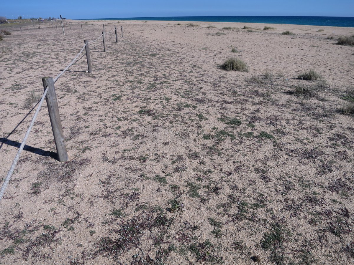 Sobre la vegetació psammòfila de les platges de Malgrat de Mar