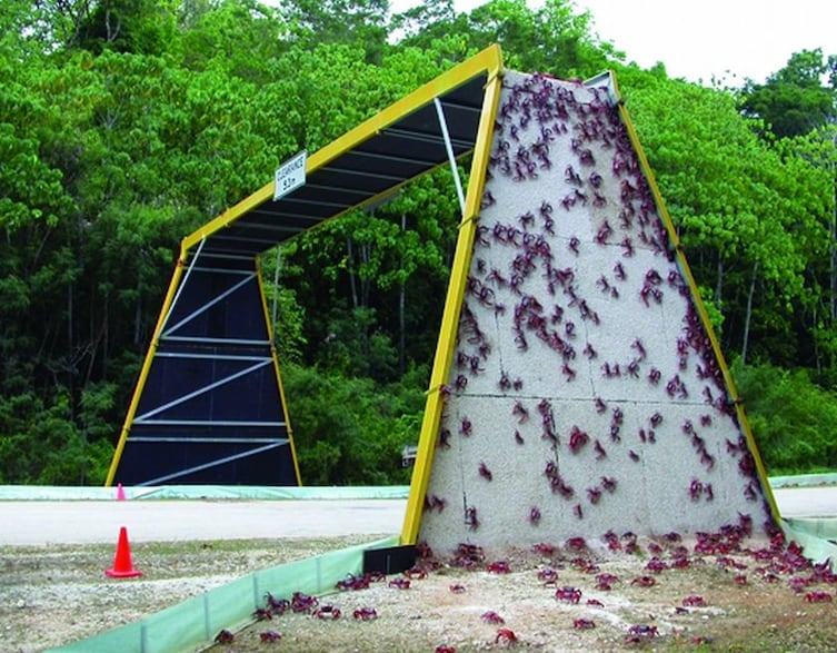 Bridge for Red Crabs in Australia