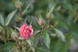 Trandafir Polyantha