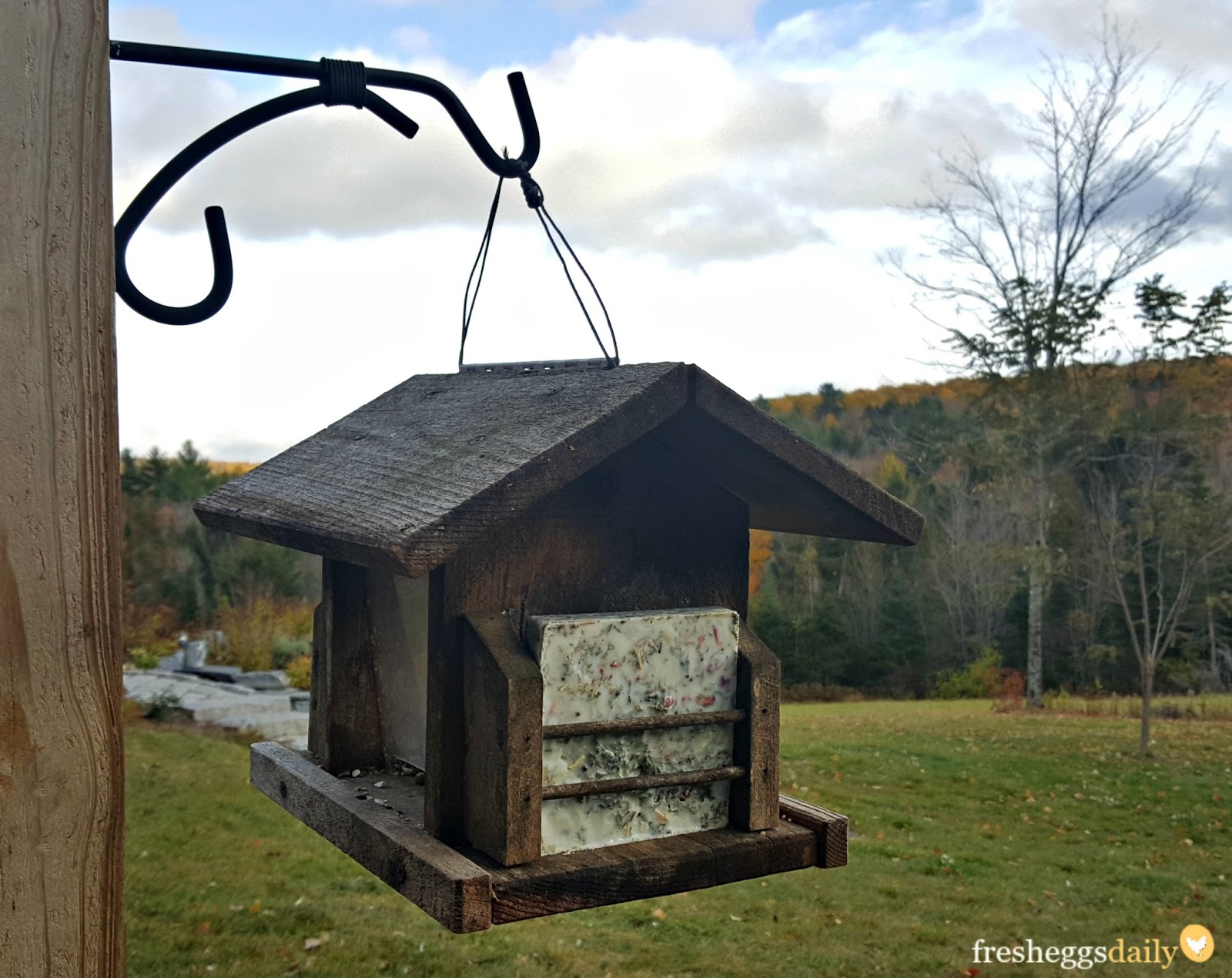 Coconut Oil Suet Cakes for Chickens or Wild Birds Fresh Eggs Daily® with Lisa Steele