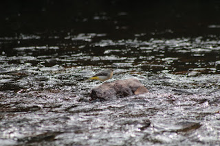 Grey wagtail over Owennashad River in Lismore, photo by Corina Duyn