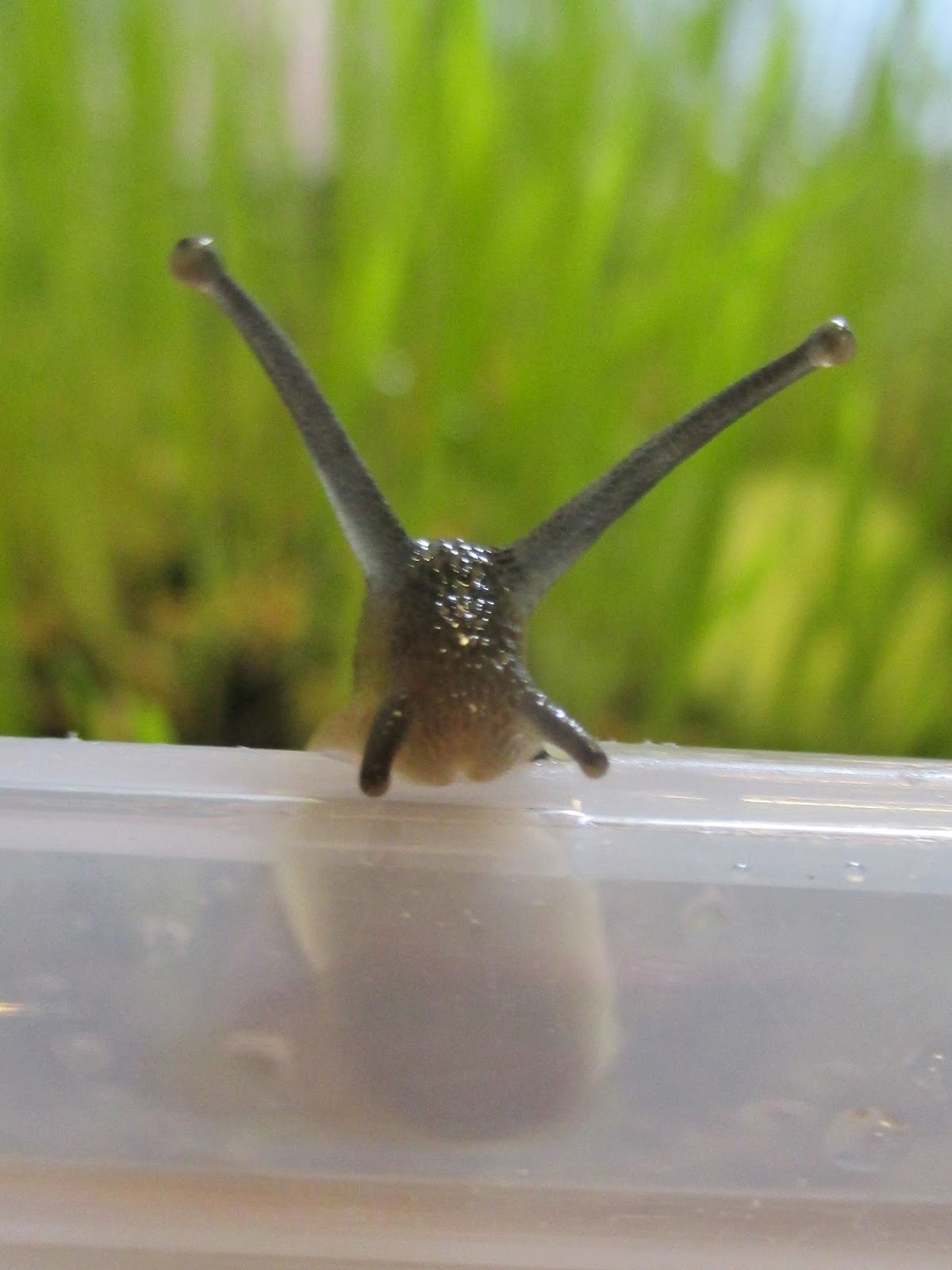 StrongStart Snail Eggs