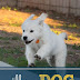 Can Dogs Remember You After Months?