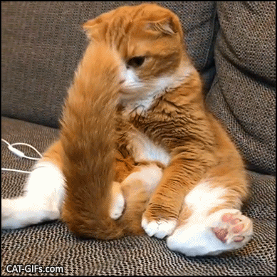 Funny Cat GIF • Cat sitting like human discovering his huge tail and sniffing it Funny Cat GIF • Cat sitting like human discovering his huge tail and sniffing it