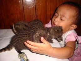 Musang Indonesia Musang Rase