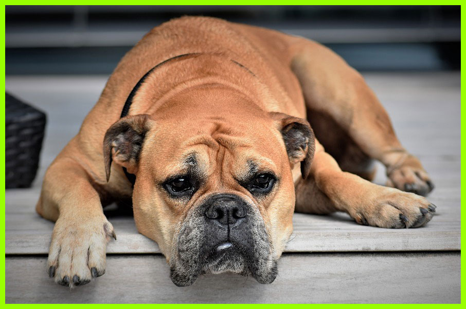 Salmonella Treatment in Dogs