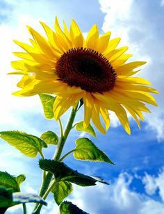  Nama  Latin Bunga  Matahari  Pot Bunga  Matahari  Cara 