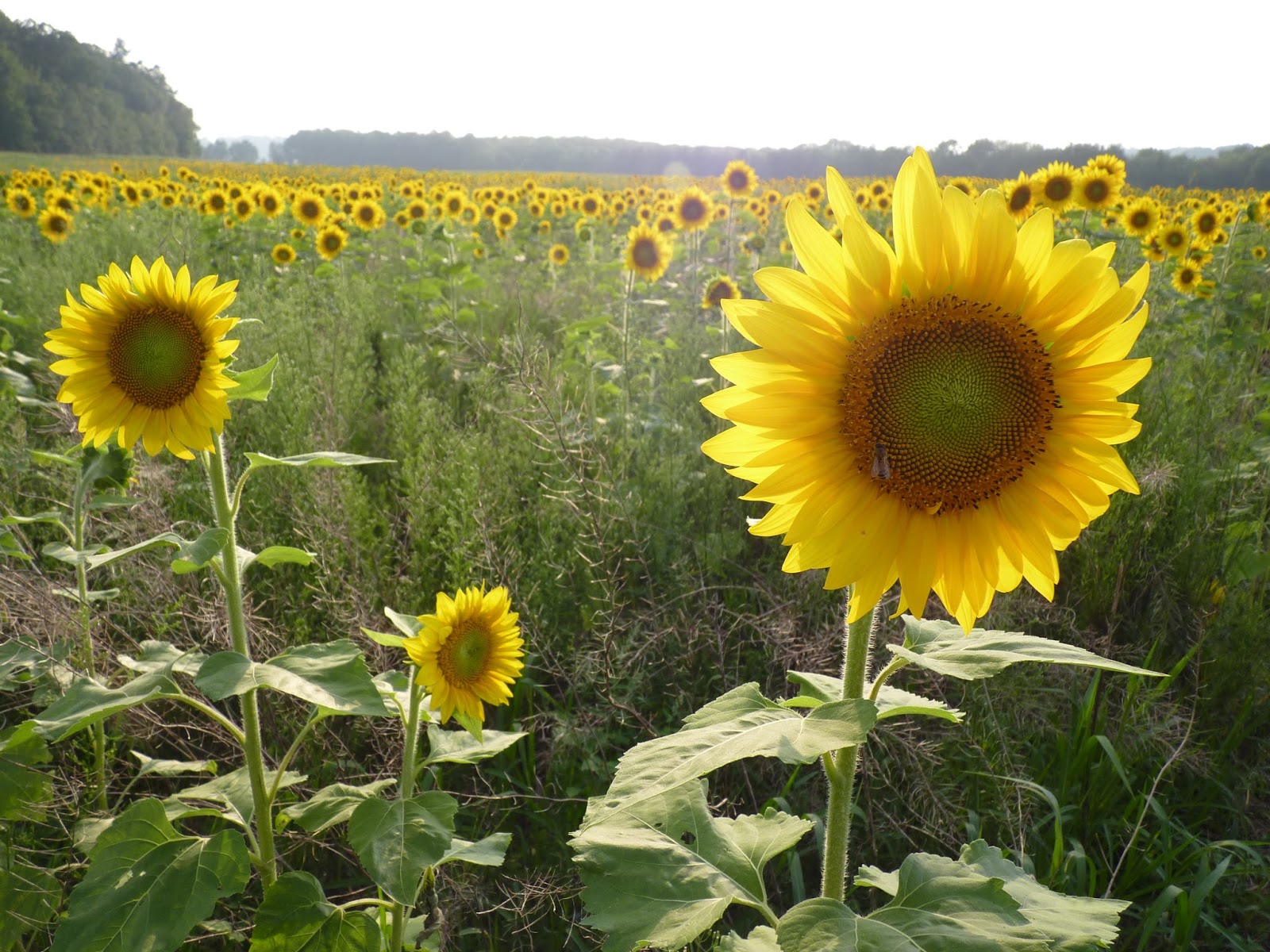 sneezing through life when allergies attack sunflower power