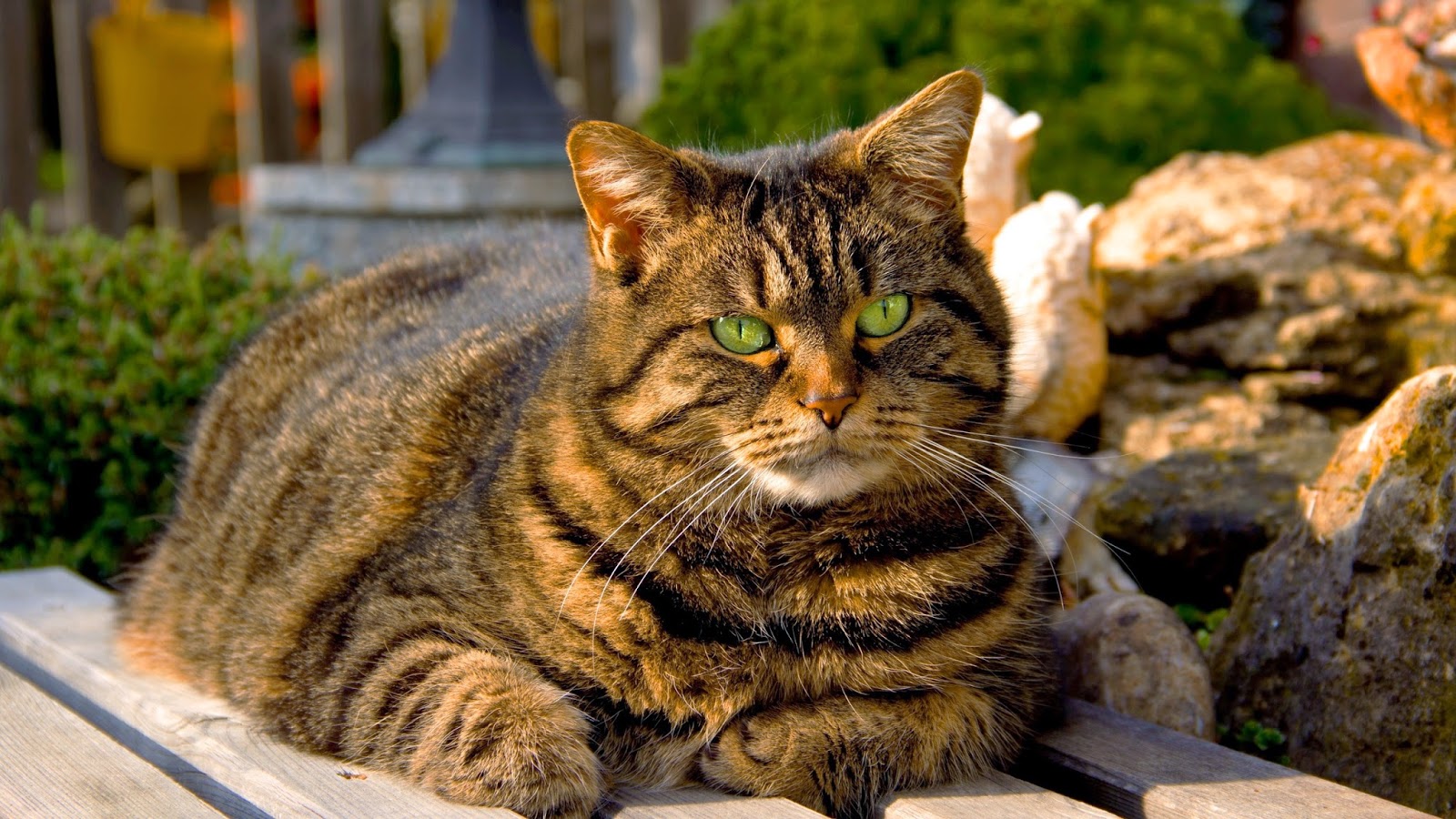 Free download Software Games Wallpapers Books Android ...